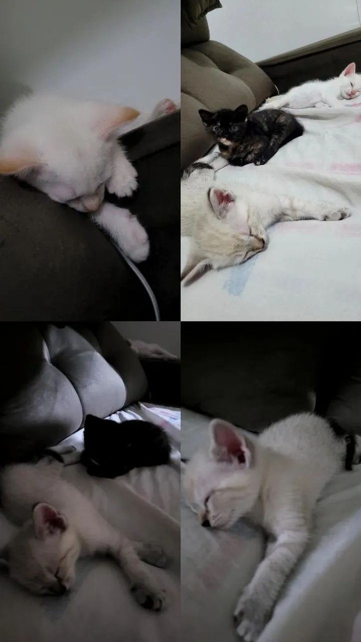 Adoção responsável - Foto 4