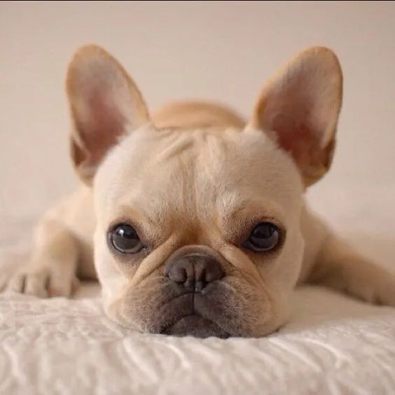 Buldogue Francês Filhotes na Cor cinza, bicolor, creme - Foto 3
