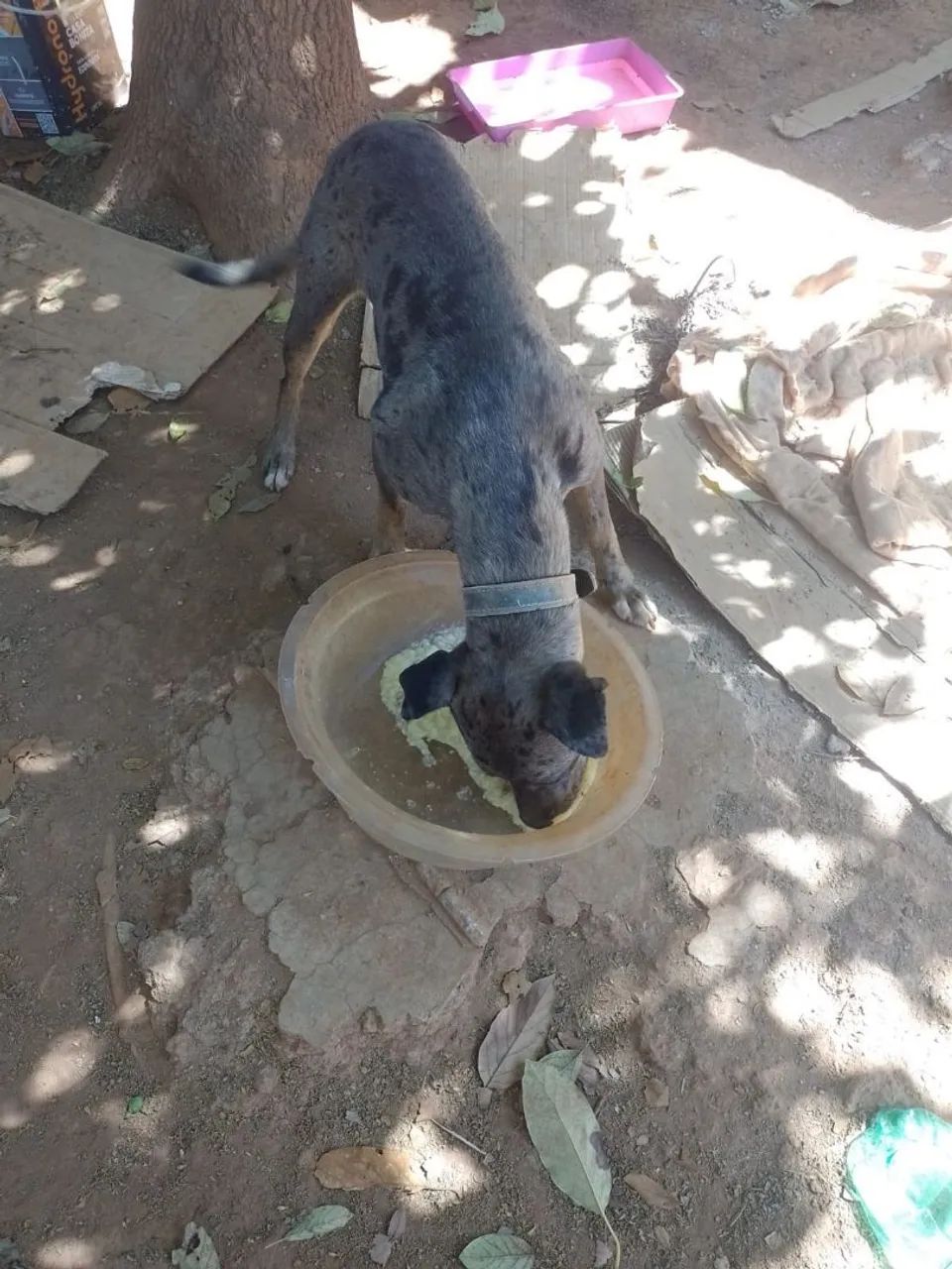 Doação de cachorro 