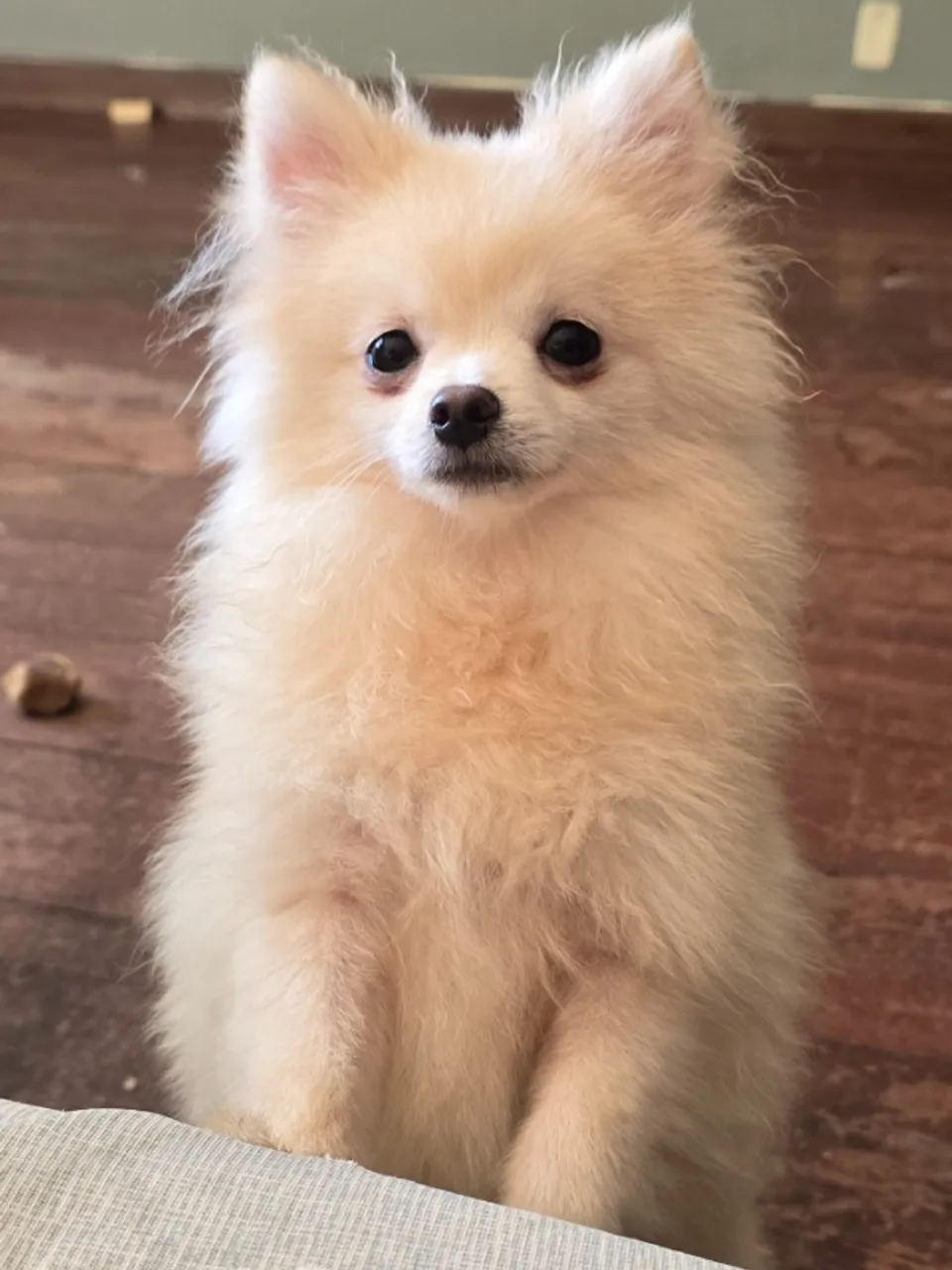 Lulu da Pomeranea macho