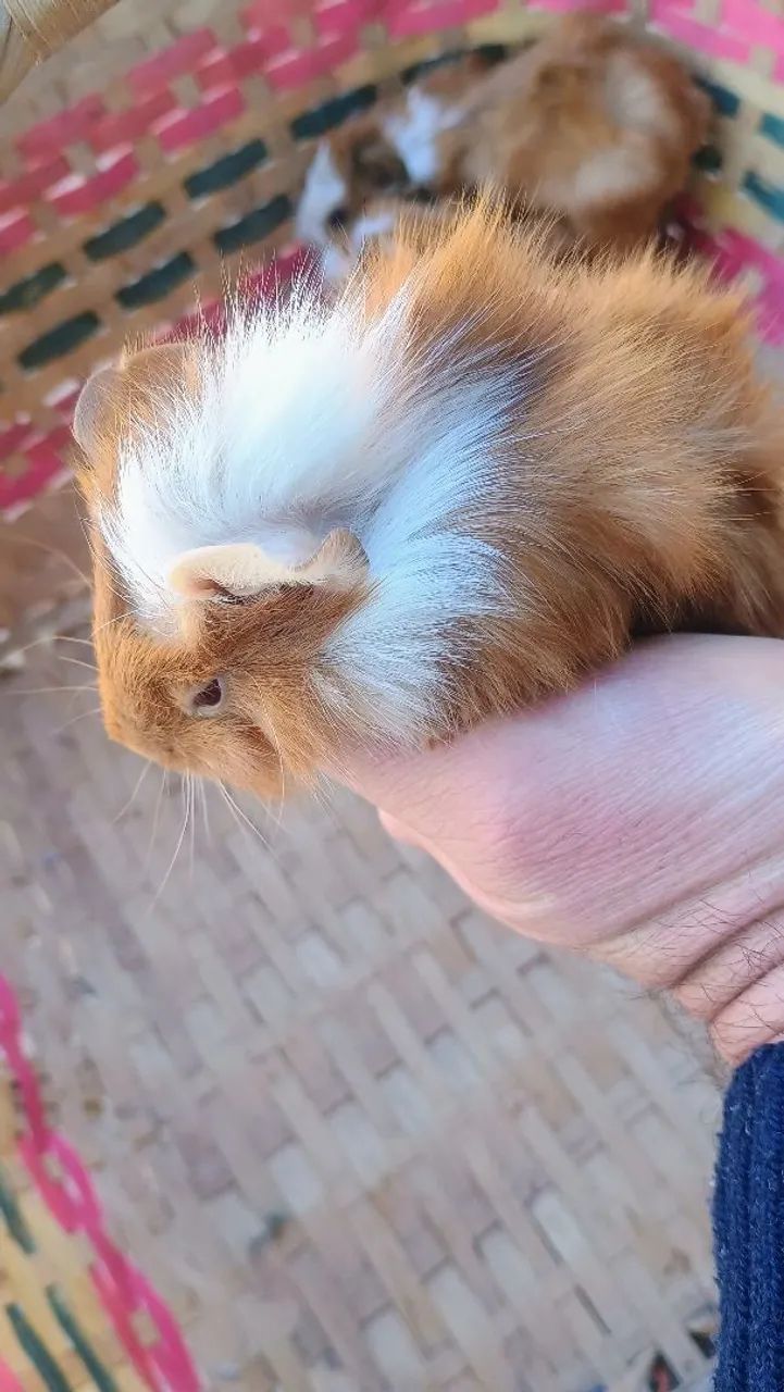 Filhotimhos de Porquinho da Índia - Foto 6