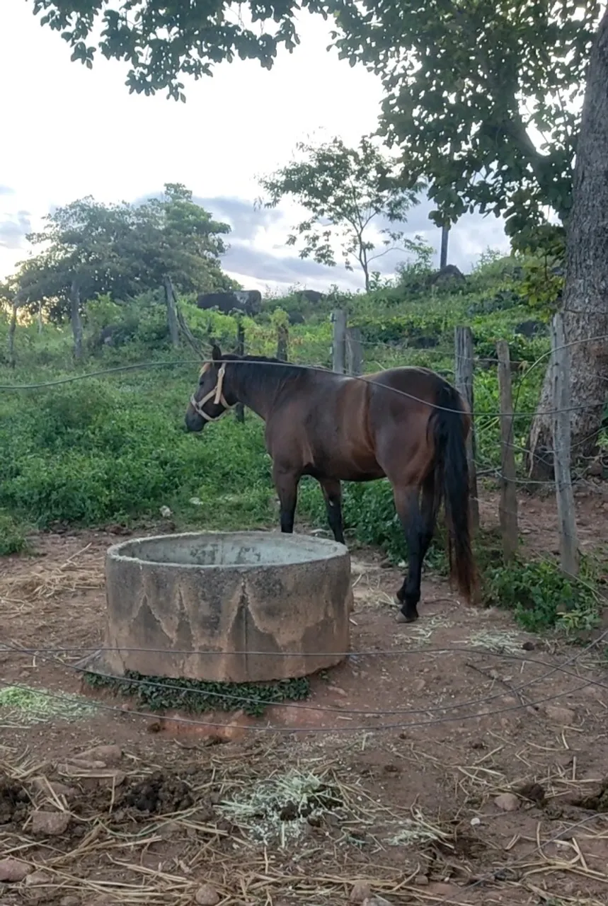Vendo linda potra de esteira