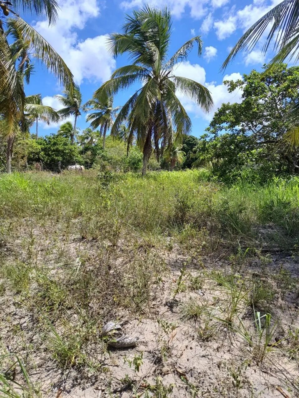 Granja com 14 hectares em punau estruturada rio perene etc - Foto 3