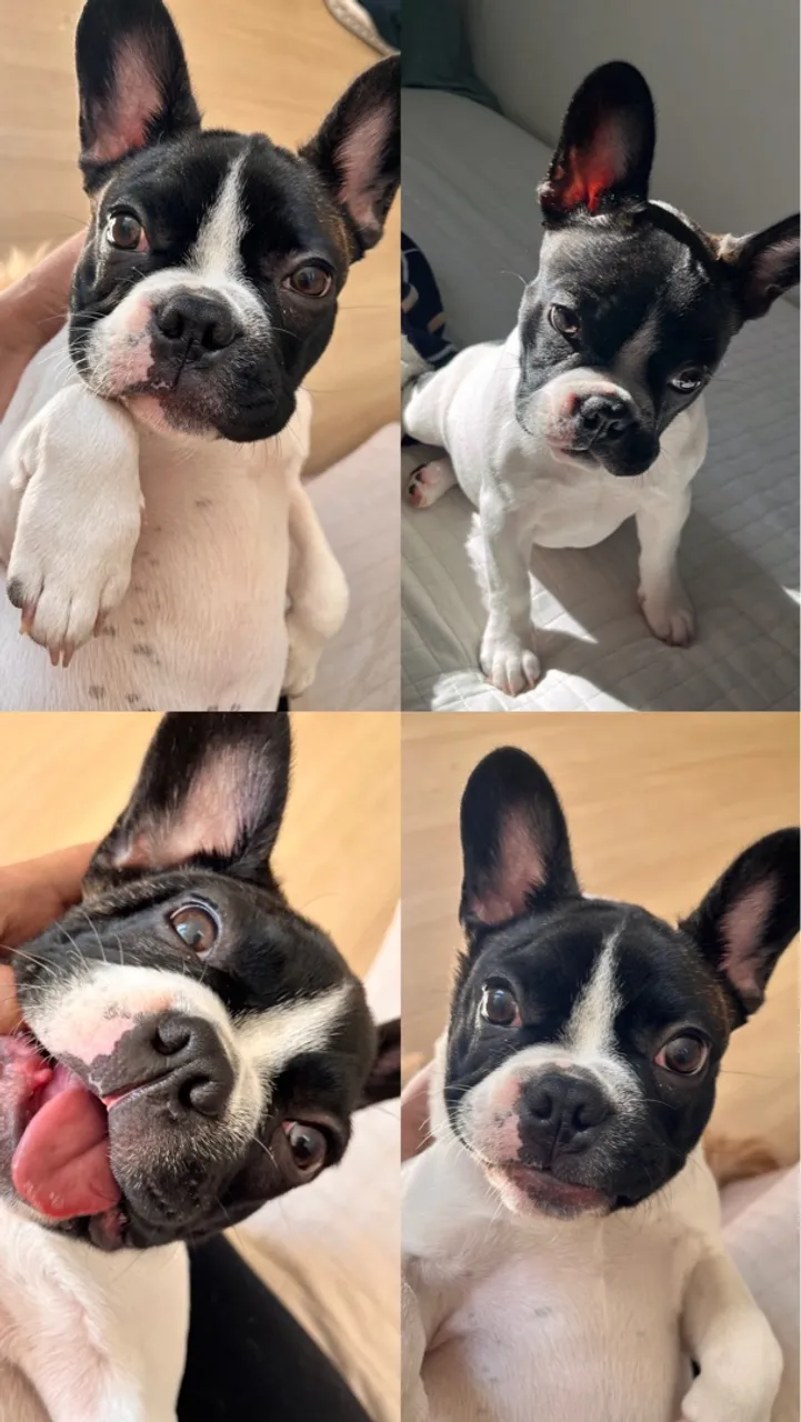 Linda Bulldog Francês à procura de um novo lar cheio de amor