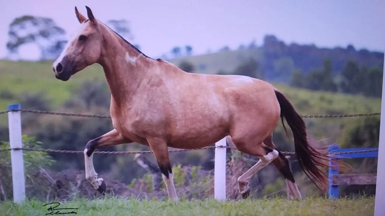 Barbada... Éguas Mangalarga Marchador, puro sangue e alta genética-Parcelamos.