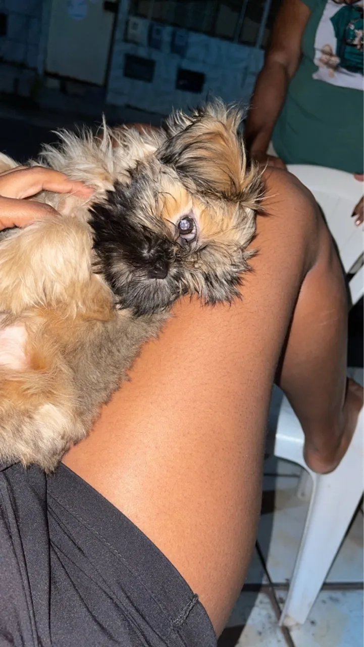 Filhote Shih Tzu adorável para adoção