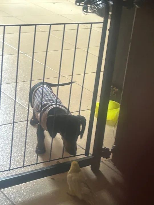 Basset filhote ( salsicha ) - Foto 3