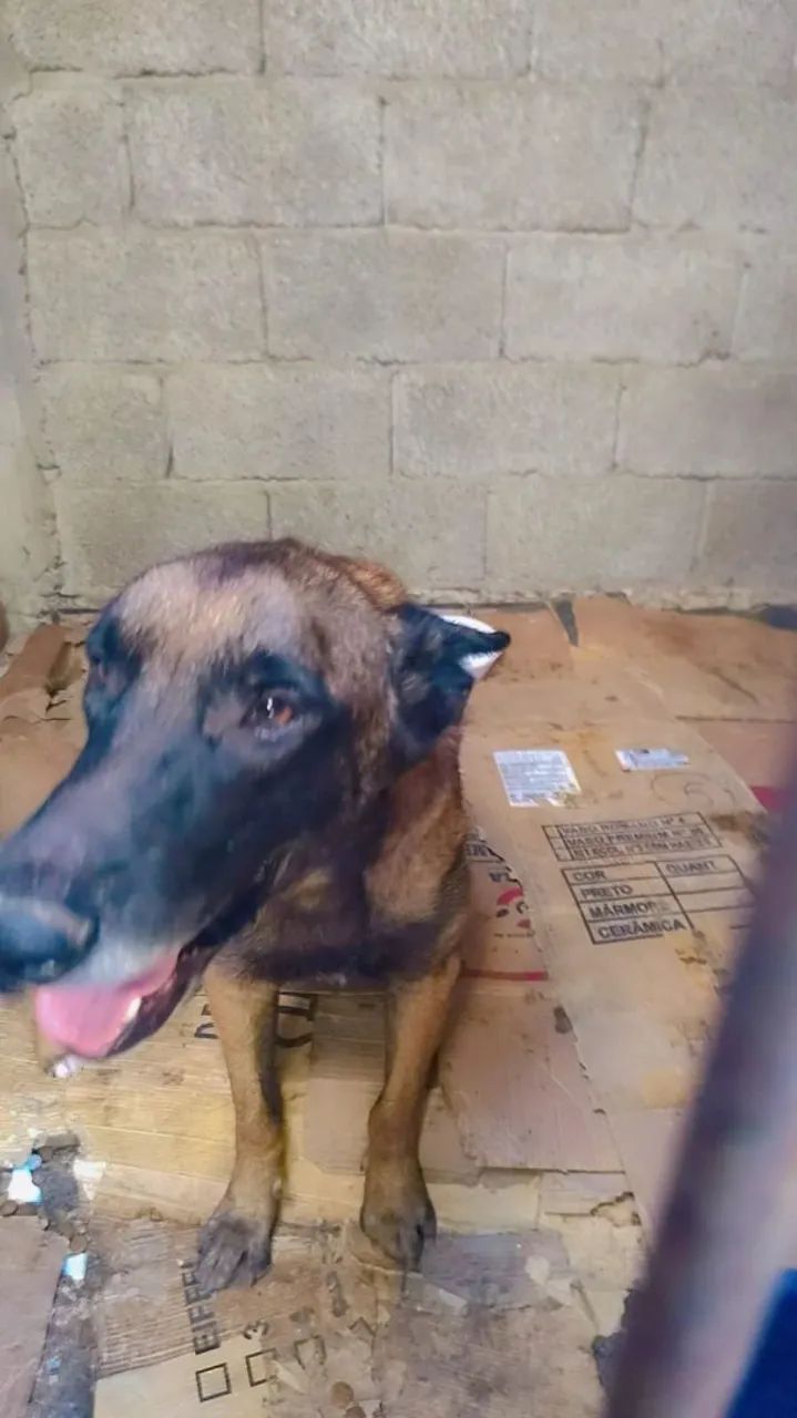 Doação Pitbull com pastor malinois  - Foto 4