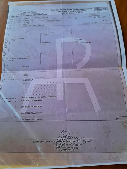 Jumento pega macha picada - Foto 2