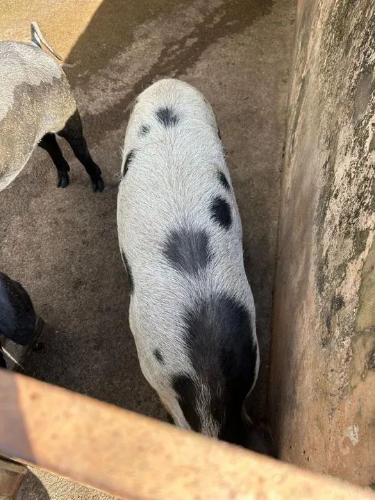 Porcos caipiras - Foto 2