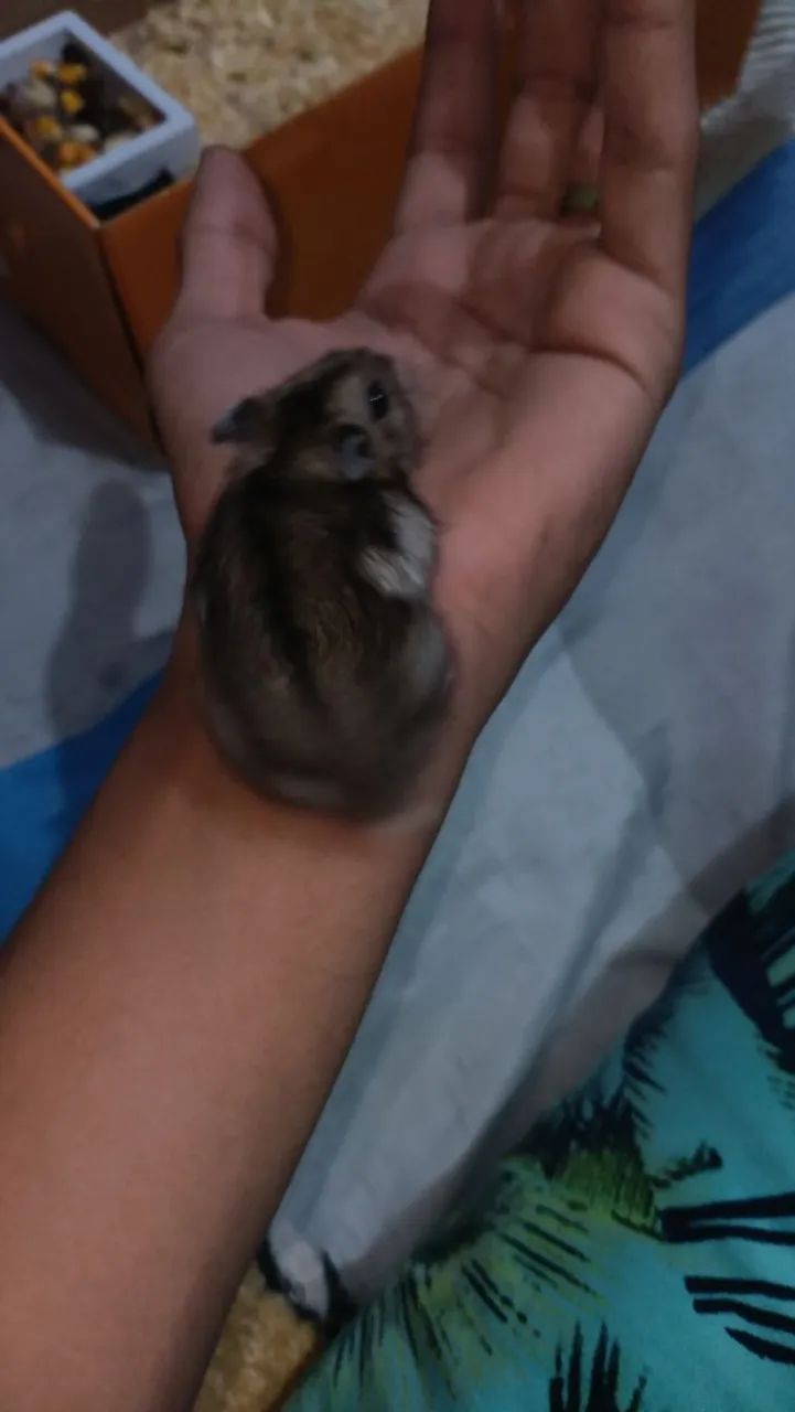 Hamster chinês