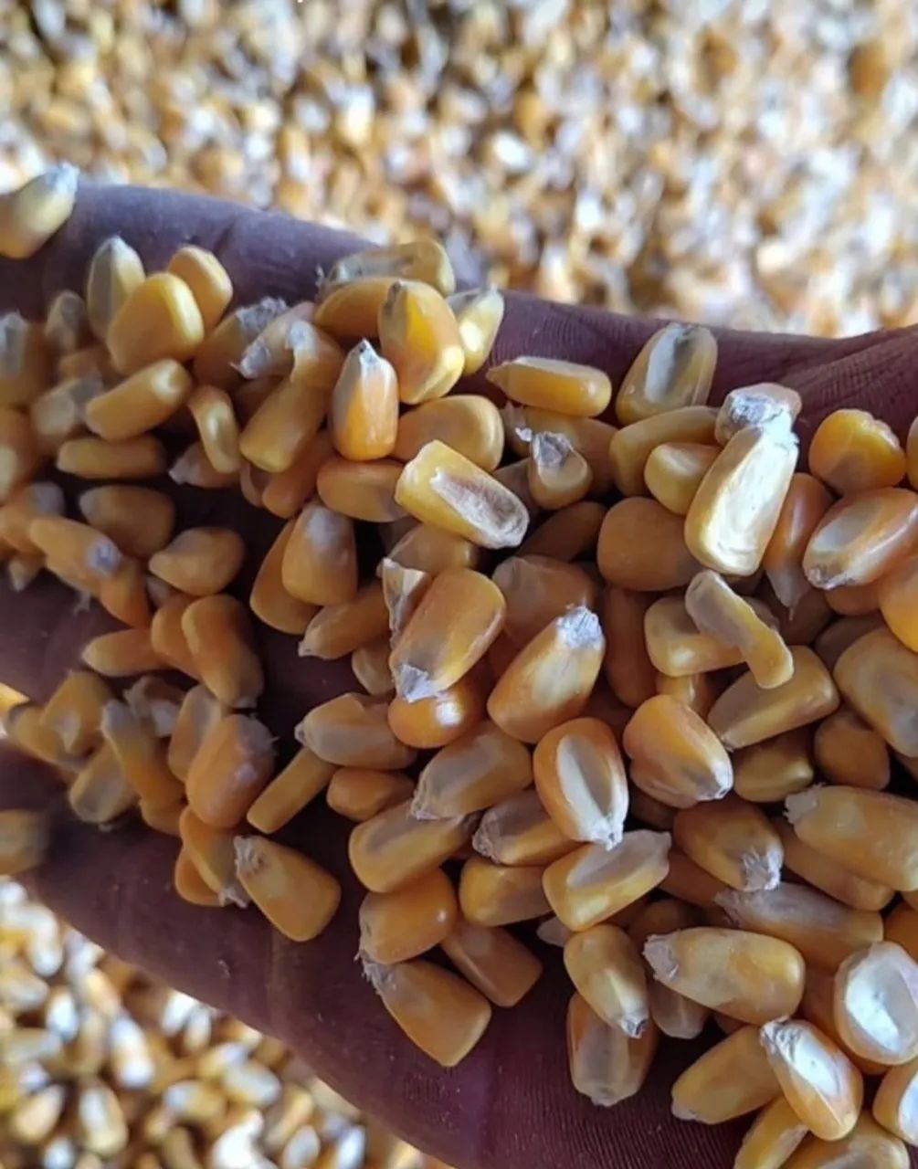 Venda de Milho em Grão, Soja em Grãos e Farelo de Soja Direto do produtor sem atravessador