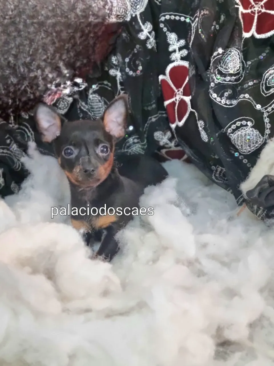 Pinscher 0 e 00 micrinhos, entrego