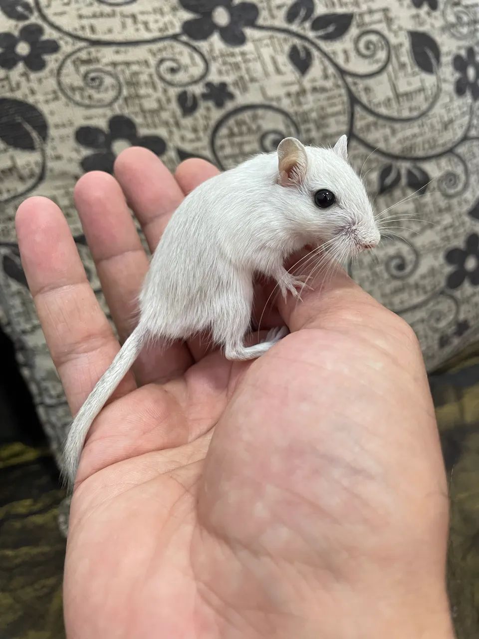 Gerbil 64313863796993122