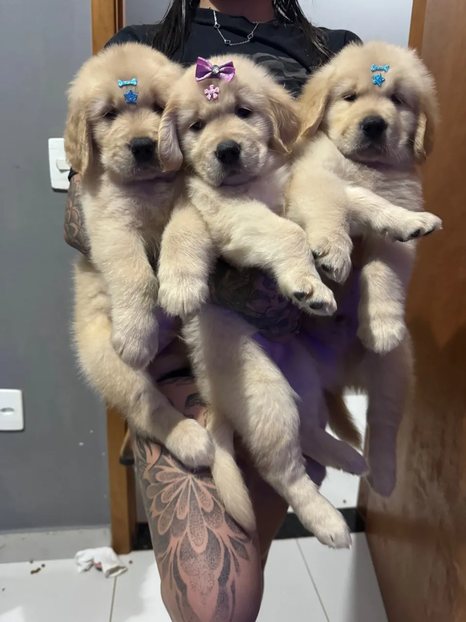Filhotes Golden Retriever fofinhos disponíveis!