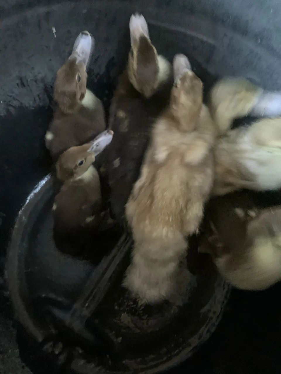 Patos