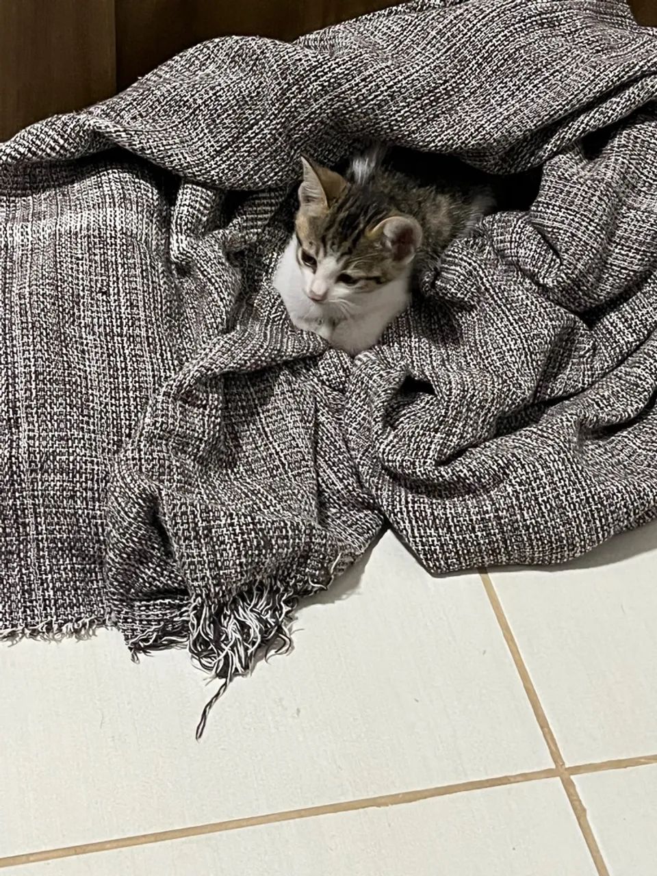 Gatinho filhote para adoção - Foto 3