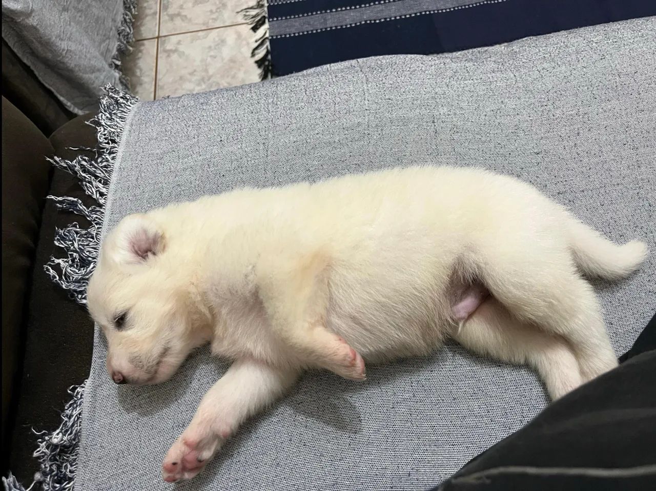 Filhotes Pastor Maremano Abruzês - Foto 2