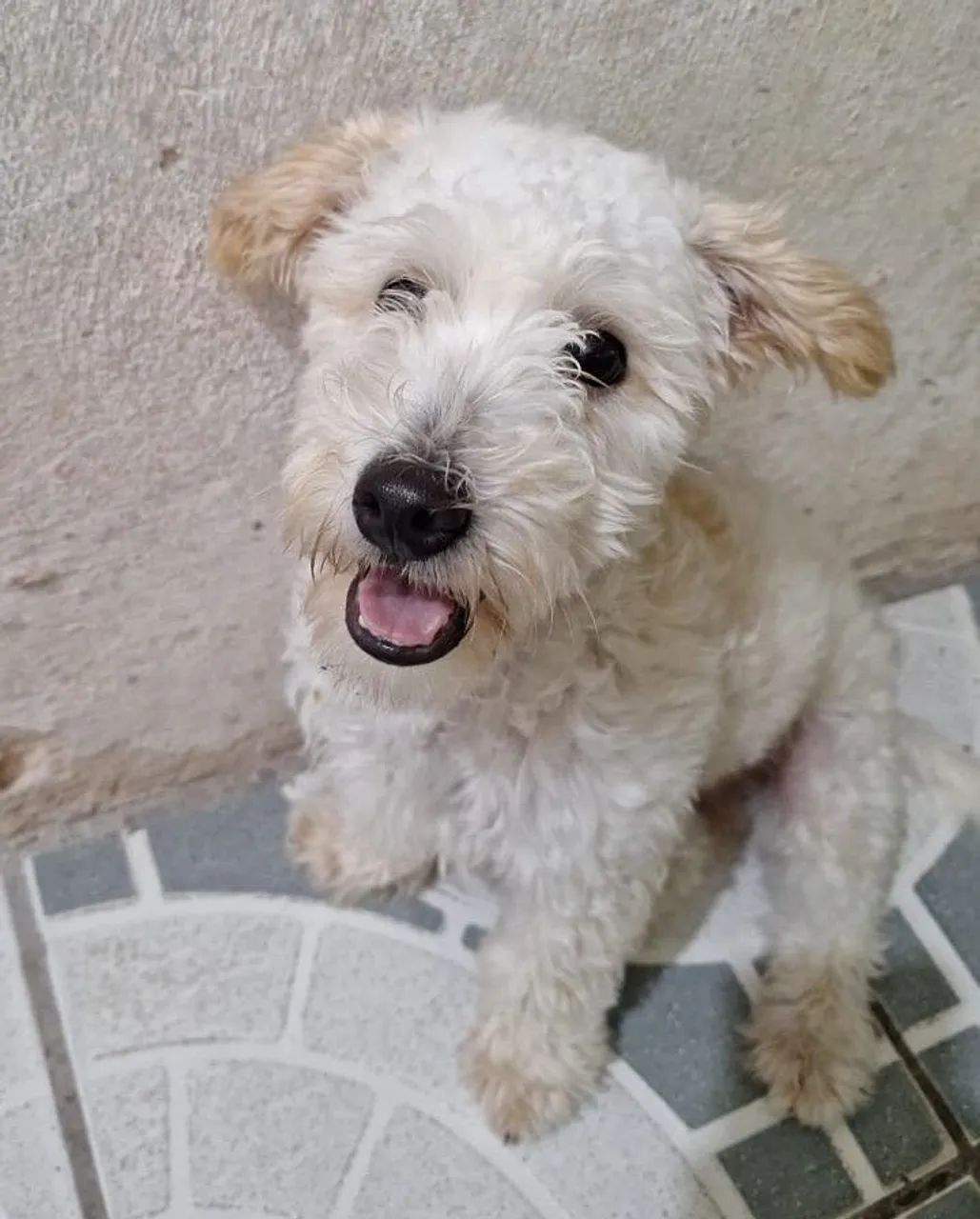 Filhote de poodle 