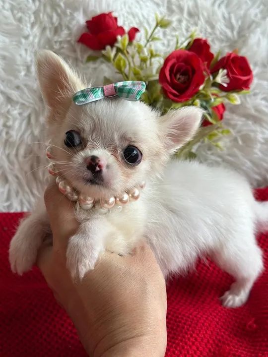 Chihuahua total procedência 