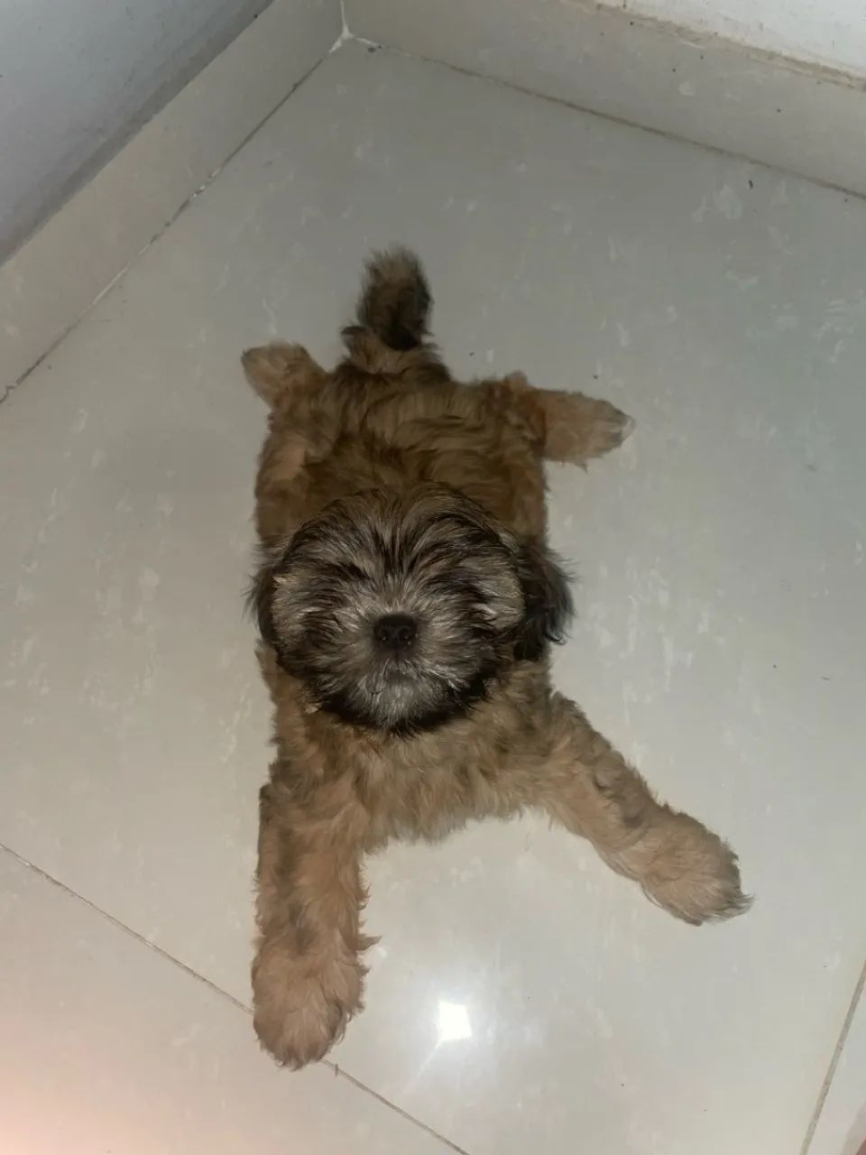 Filhote Shih Tzu lindíssimo macho 