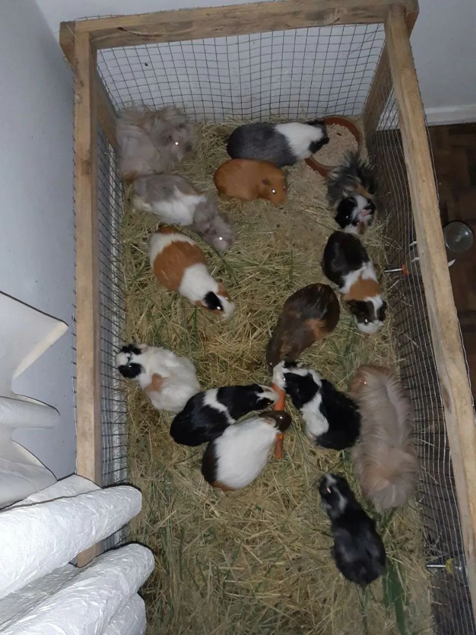 60 Porquinhos da Índia... - Foto 4