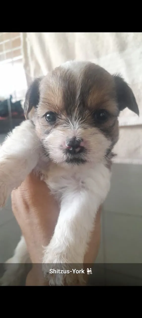 Filhote Shih Tzu-Yorkshire
