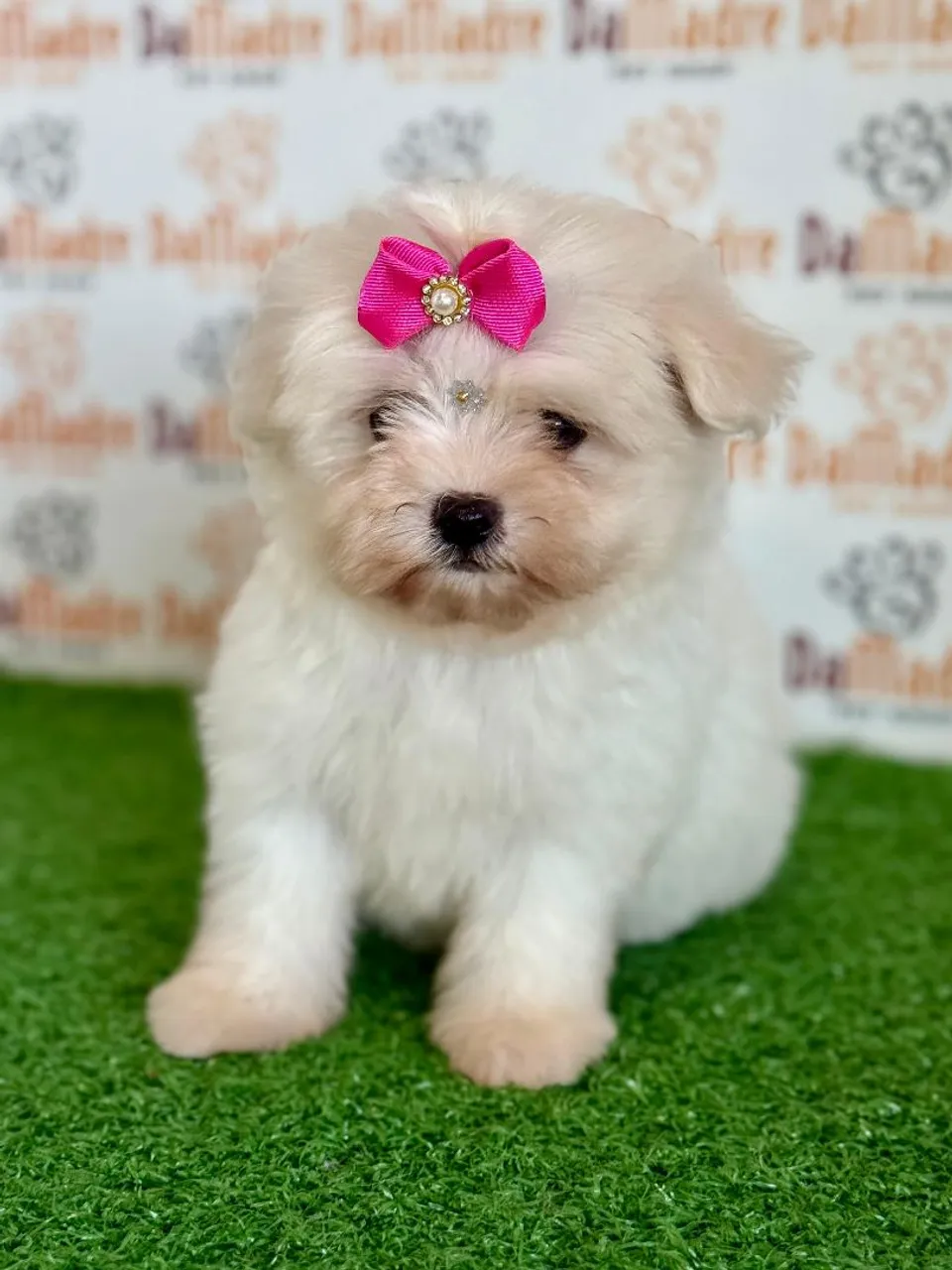 Filhote Lindo de Maltês 