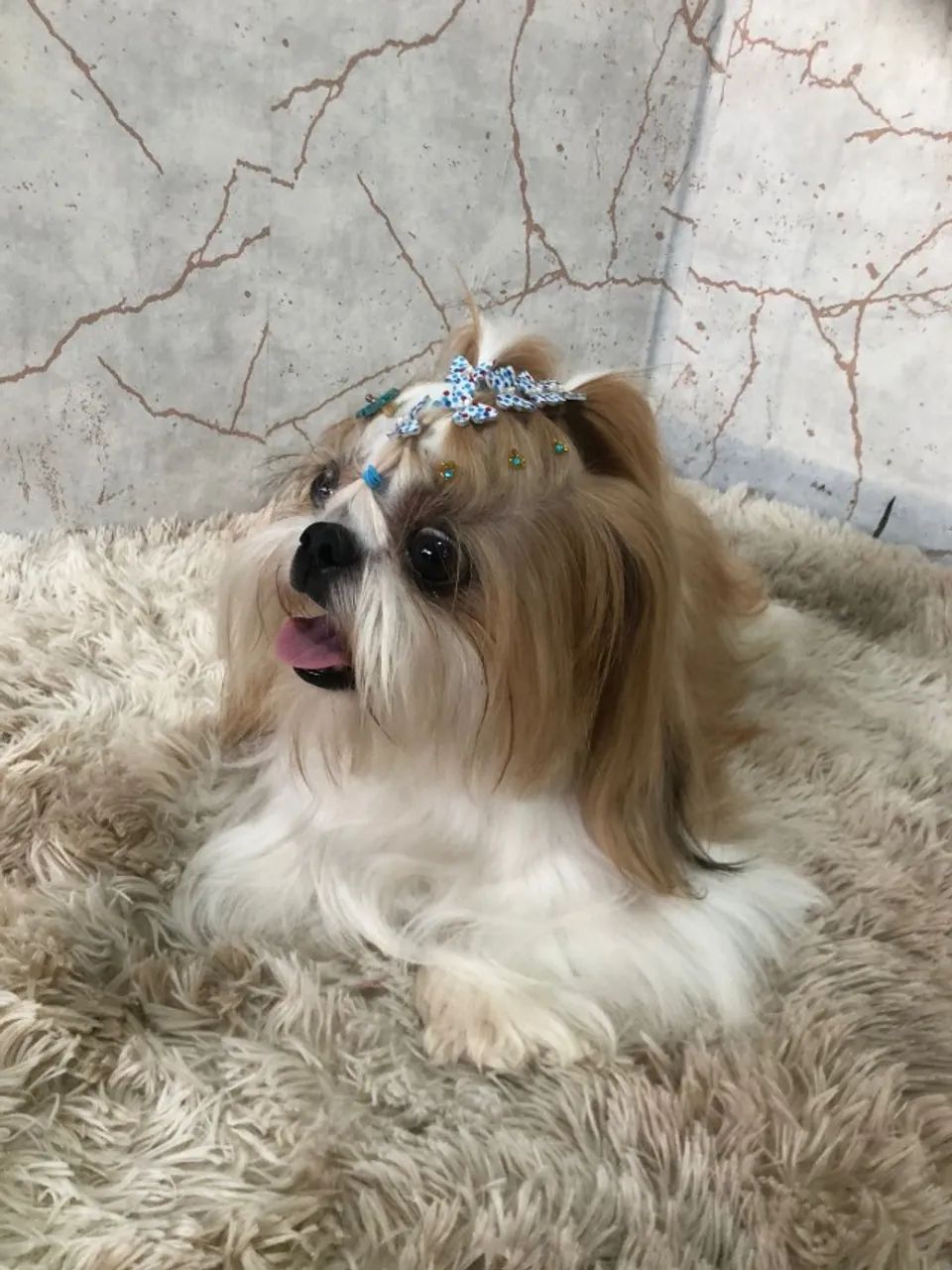 Filhotes de Shih Tzu puros e fofinhos - Foto 4