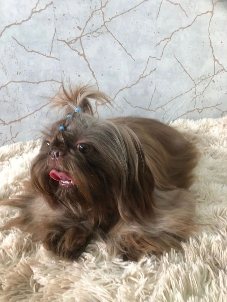 Filhotes de Shih Tzu puros e fofinhos