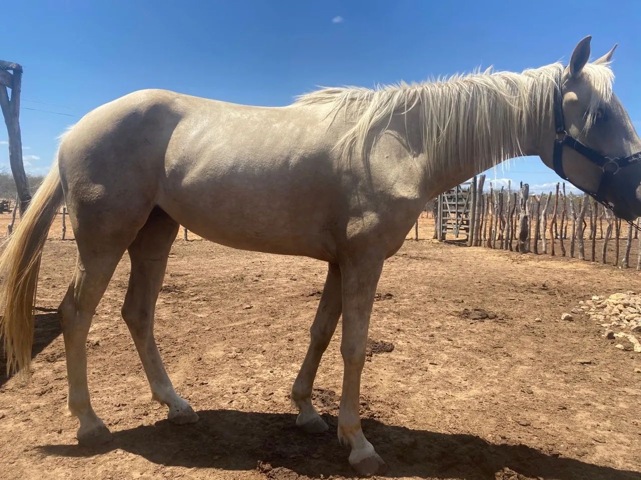 Égua Adaptável (Puxar/Esteirar)