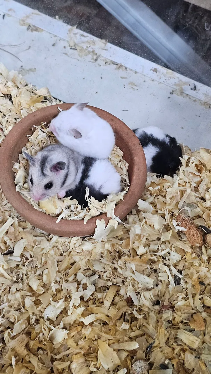 Hamster e Porquinho da índia ingles