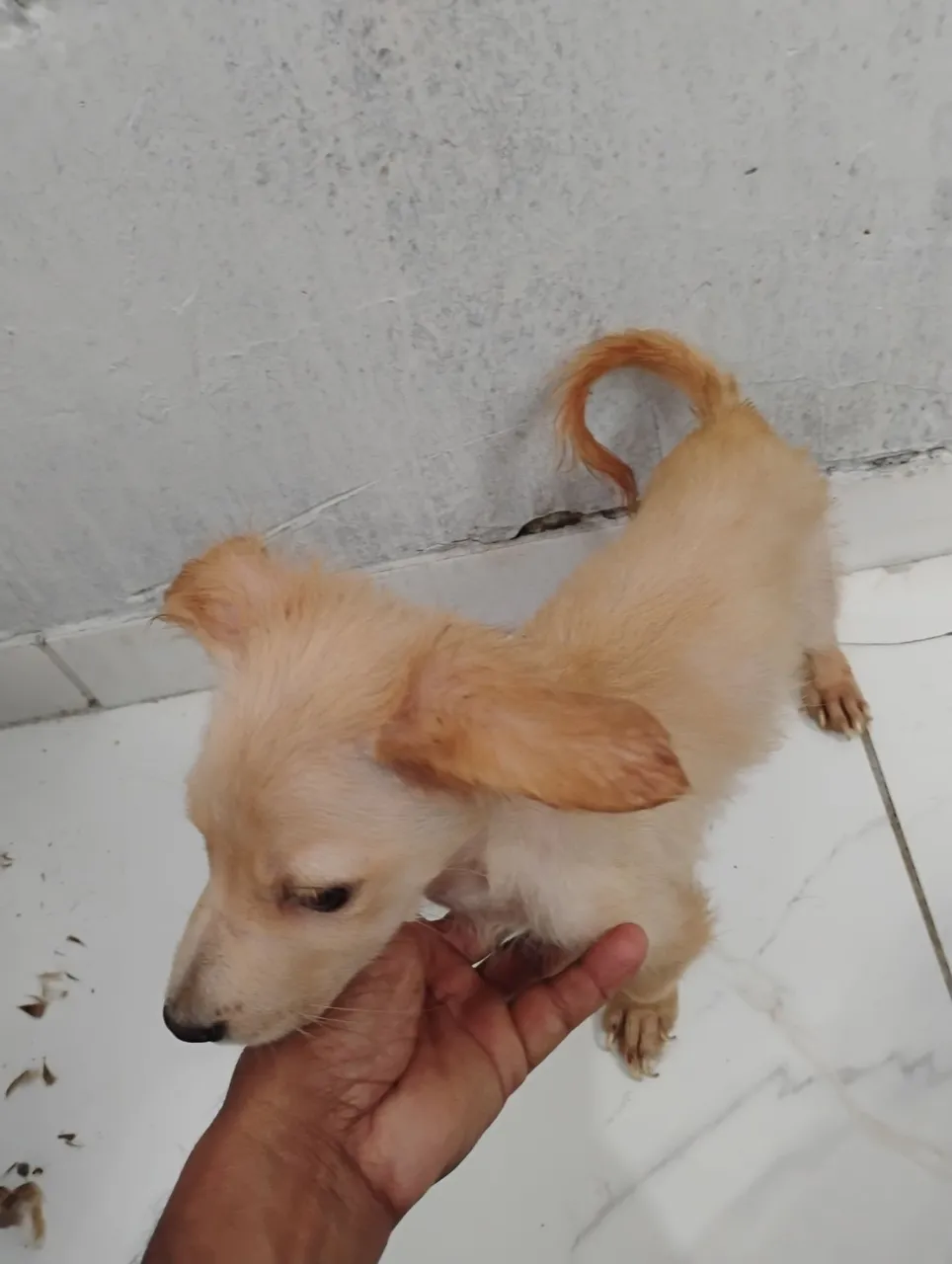 Filhote de cachorro adorável para adoção