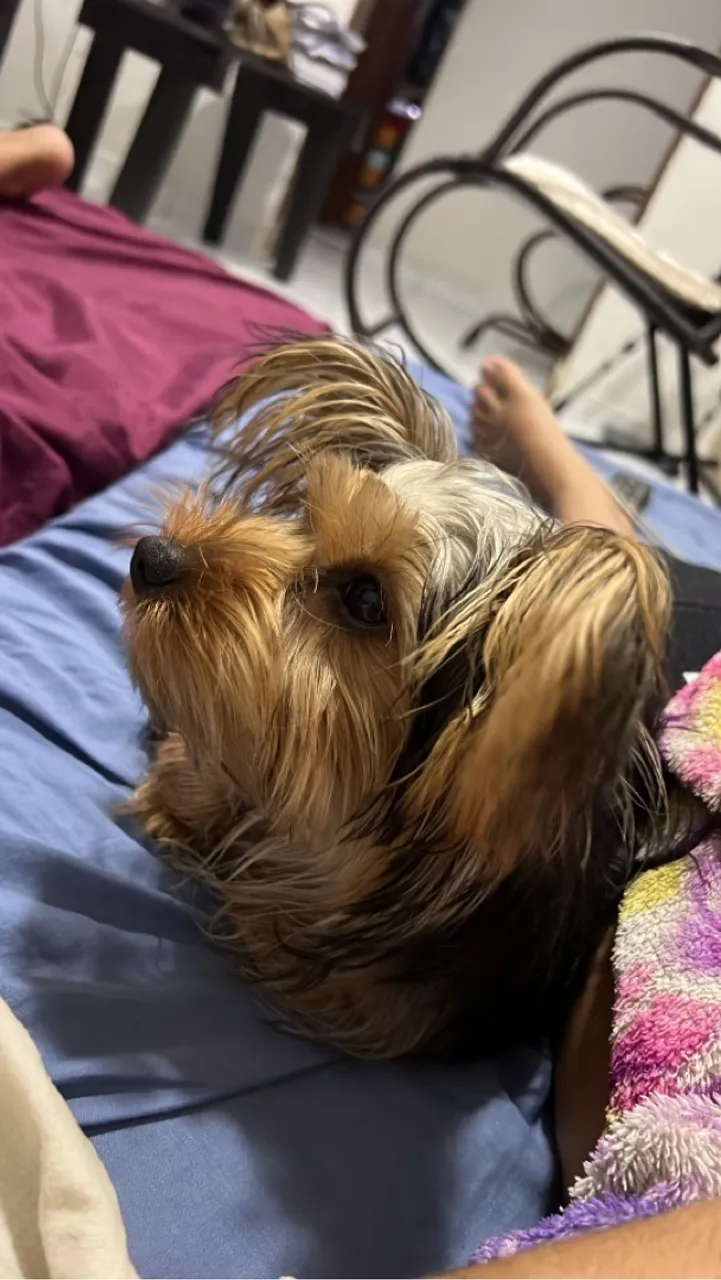 Filhote de Yorkshire Terrier adorável e carinhoso