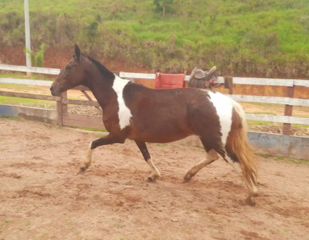Egua Mangalarga registrada, 30 parcelas de RS 500,00 no boleto