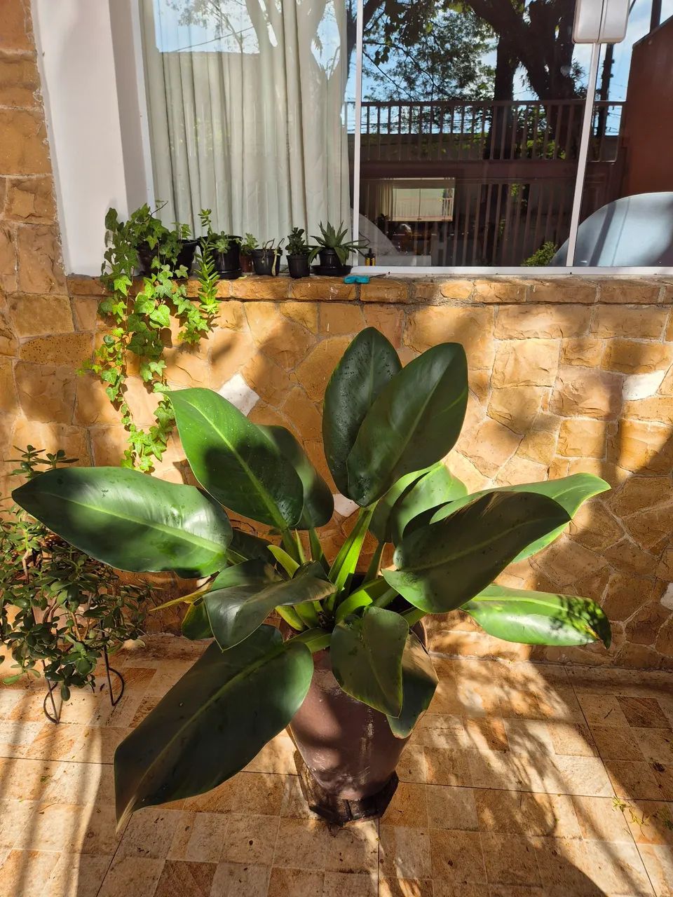 Planta verde em vaso - Foto 3
