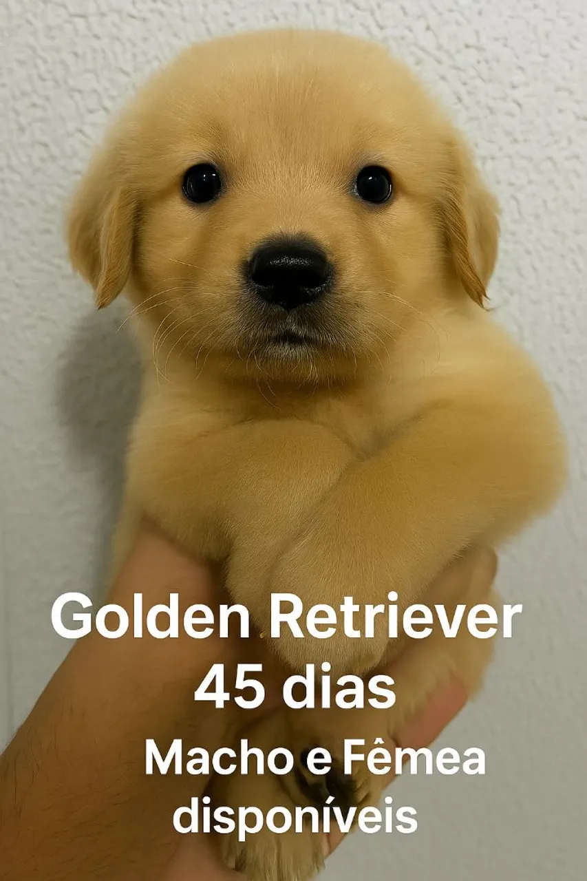 Filhotes de Golden Retriever