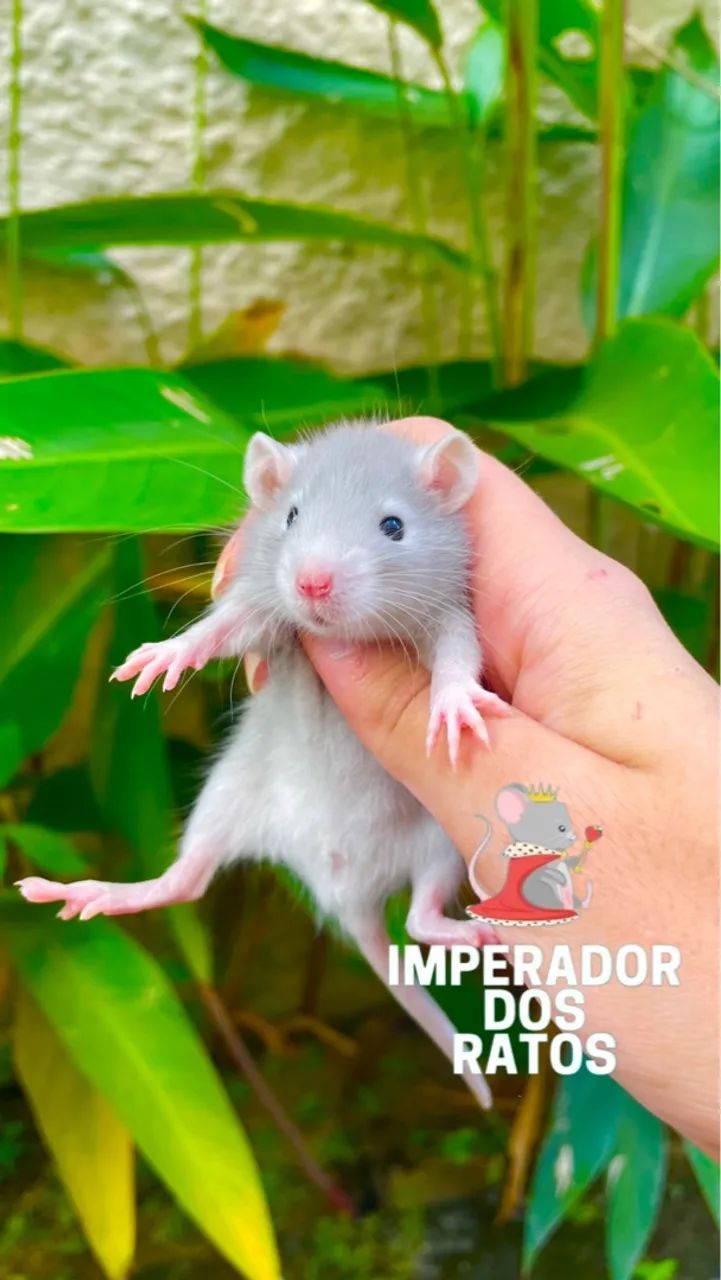Ratinho de Laboratório  - Foto 2