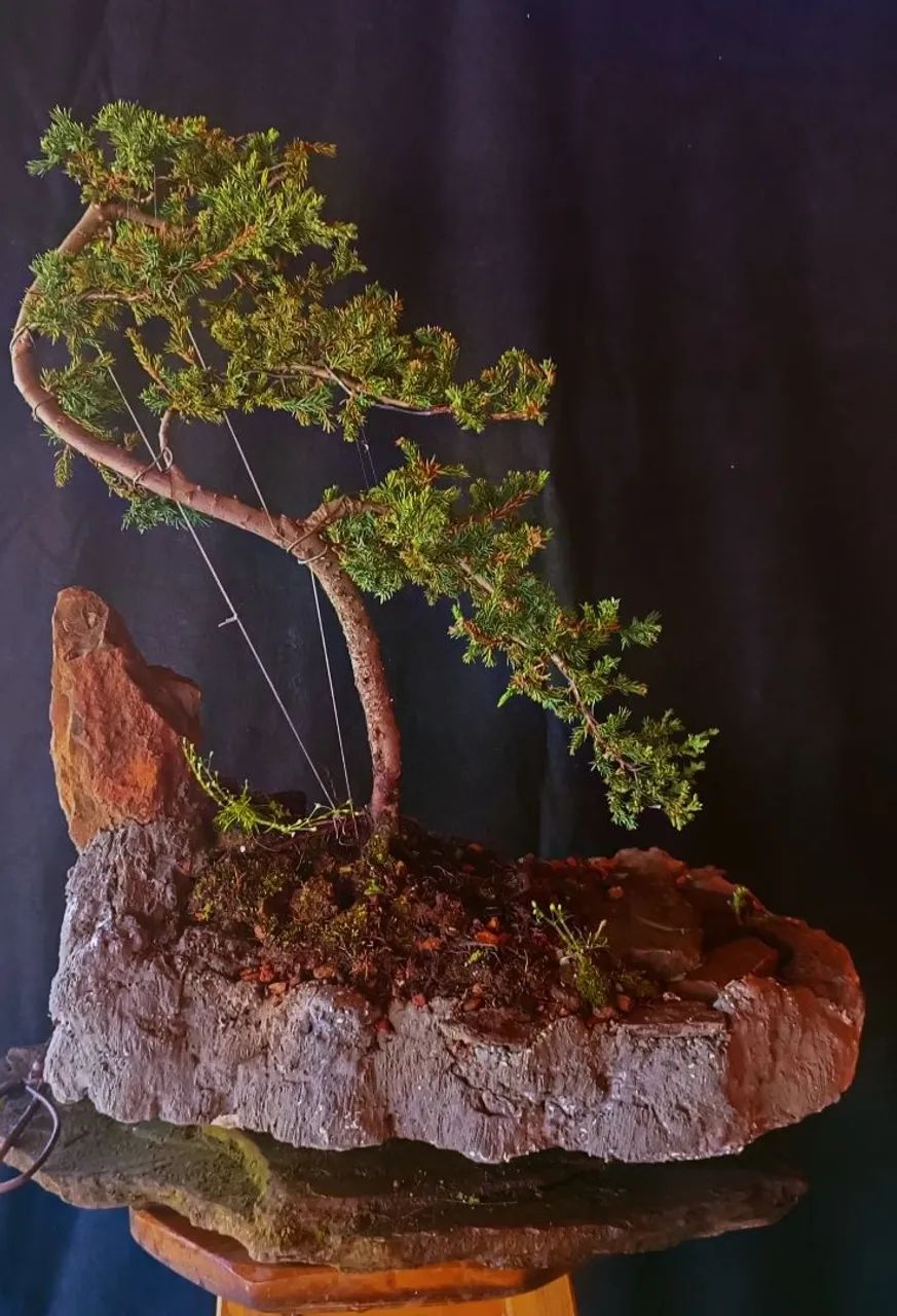 Lindo Bonsai de juniperus! - Foto 2