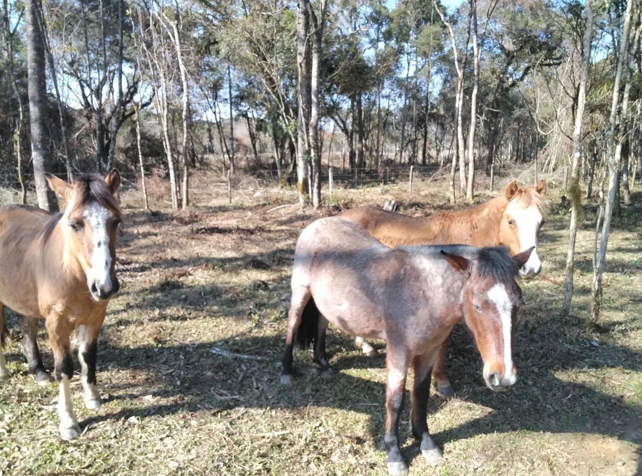 Cavalo crioulo - Foto 3