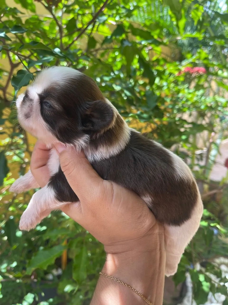Filhotes de Shih tzu machos