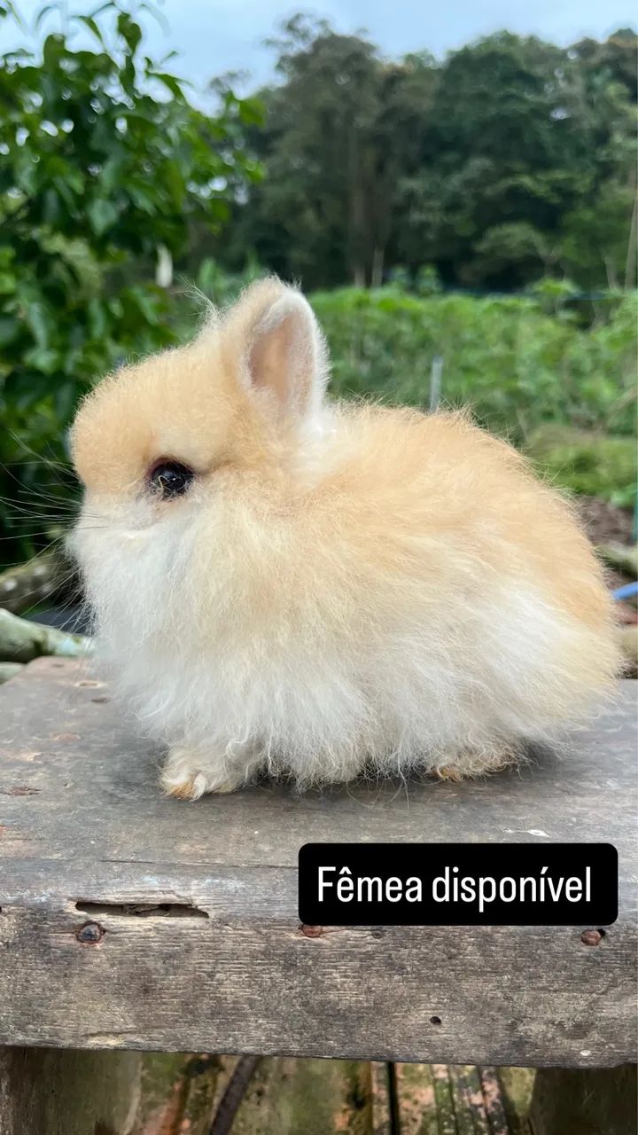 Mini rabbit female64319181954819124