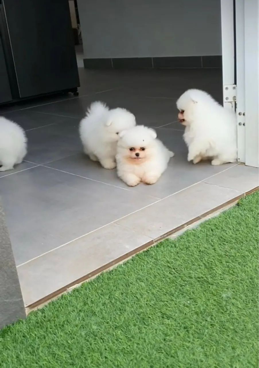 Lulu da Pomerania Mini padrão ursinho meninas e menino Pronta entrega!