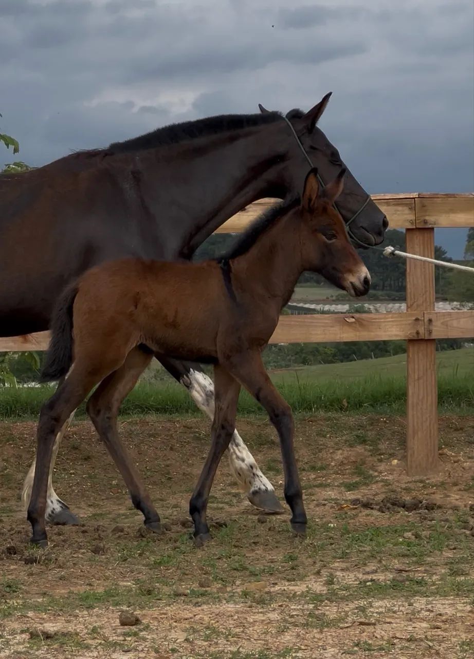 Mula Morena do Criatório RWS - Filha do Jumento Playboy RF! - Foto 3