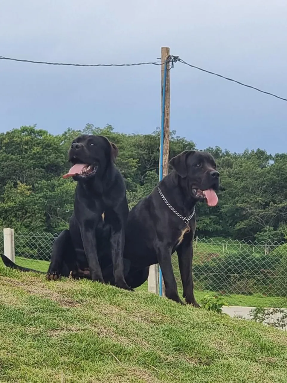 Filhotes de Cane Corso
