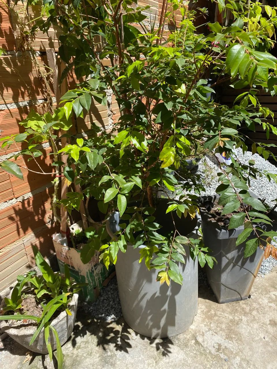 Pé de jaboticaba  - Foto 2