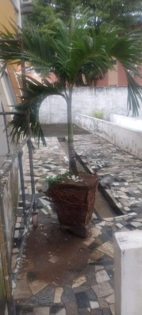 Palmeira para seu Jardim