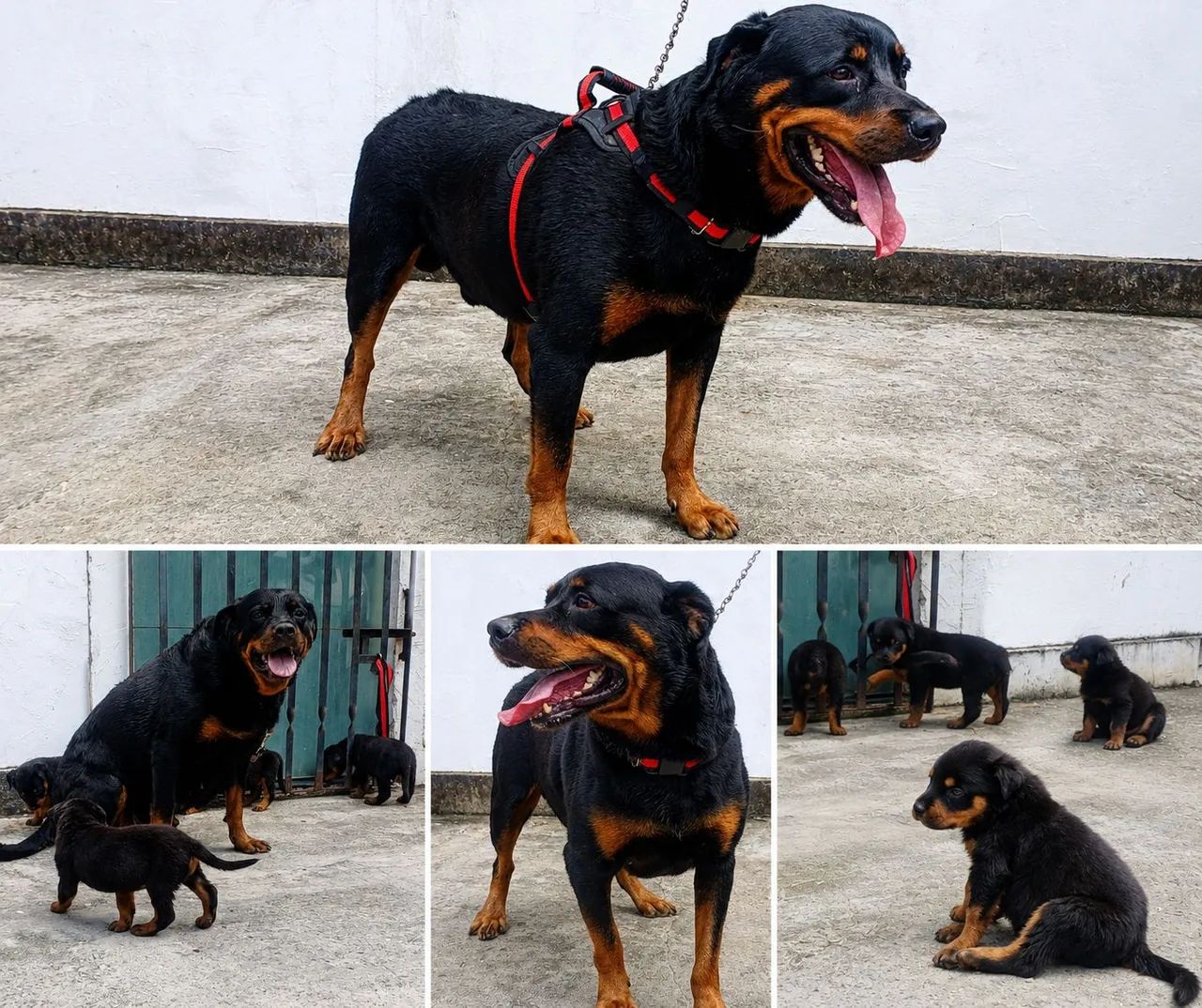 Filhotes de Rottweiler