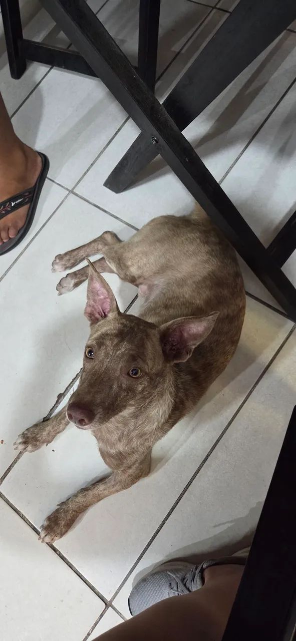 Cachorro salsicha raro - Foto 3