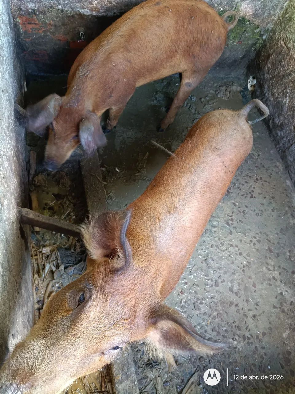 Porco  - Foto 3